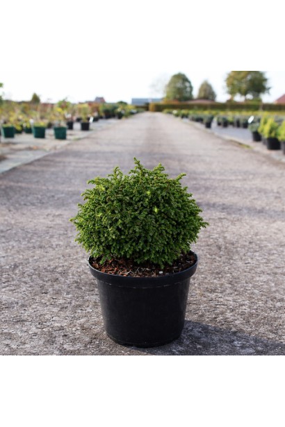Cryptomeria japonica Green Pearl